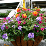 Subscription Container Service (2026)