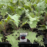 Flowering Kale