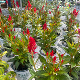 Celosia 'Kelos'