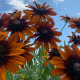 Echibeckia Summerina Series