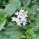 Pentas