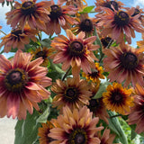 Echibeckia Summerina Series