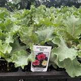 Flowering Kale