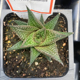 Haworthia Fairy Washboard