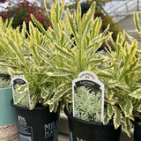 Lavender 'Meerlo'
