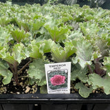 Flowering Kale