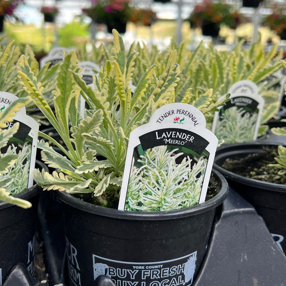 Lavender 'Meerlo'