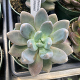 Echeveria Tolimanensis