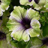 Petunia (Specialty/Novelty Vegetative)