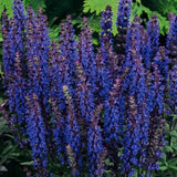Salvia