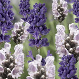 Lavandula/Lavander