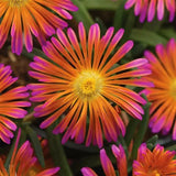 Delosperma/Ice Plant