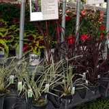 Cordyline