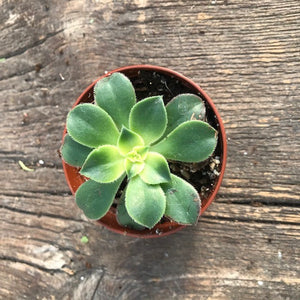 Seasonal Succulents