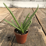 Seasonal Succulents