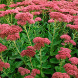 Sedum Upright