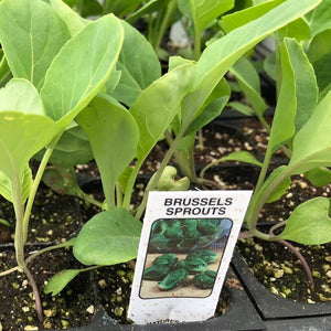 Brussels Sprouts Plants