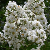 Crape Myrtle