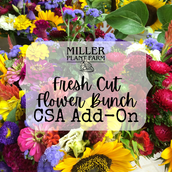 CSA Fresh Cut Flower Bunch Add-On (2024)
