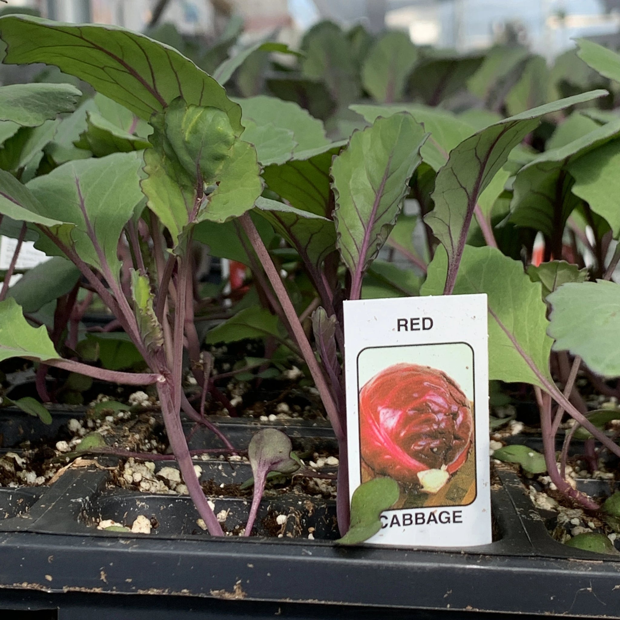cabbage plant Cabbage Plants – Miller Plant Farm