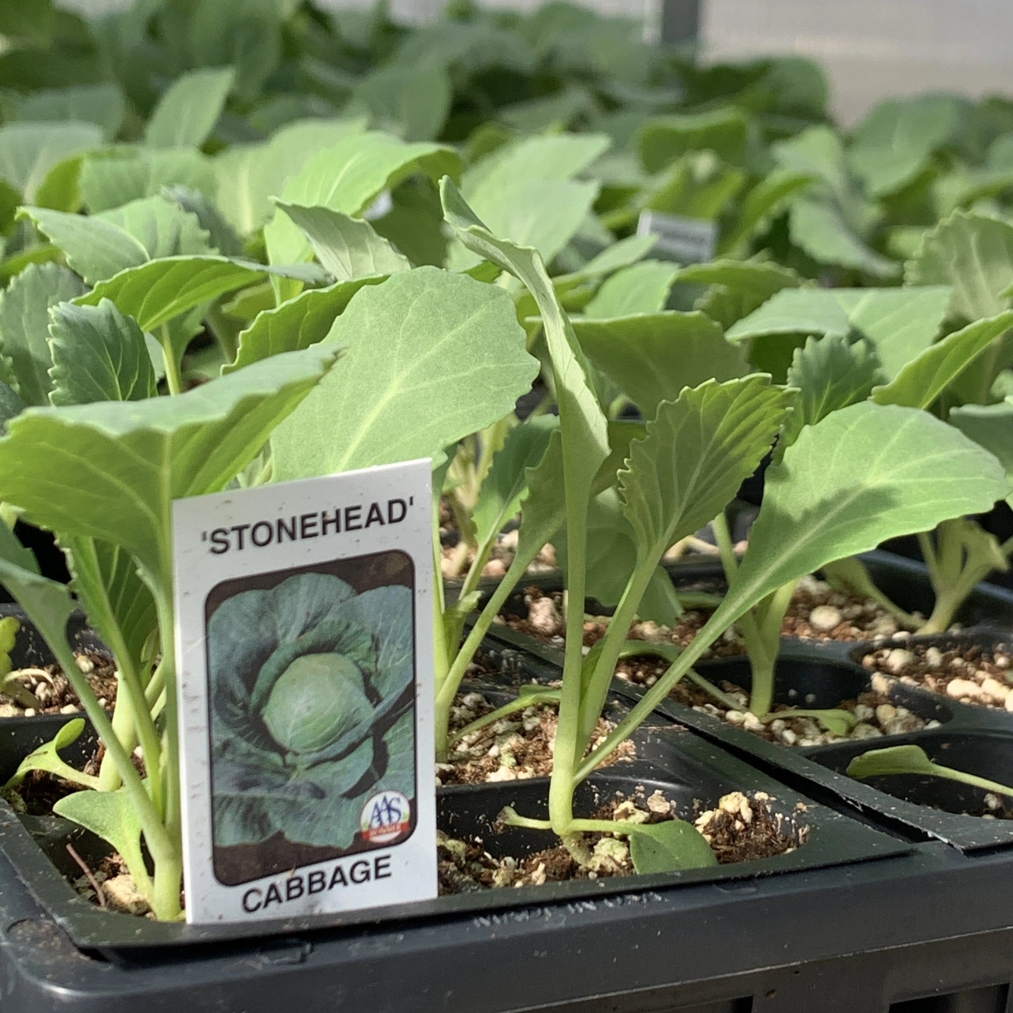 Cabbage Plants – Miller Plant Farm