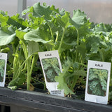 Kale Plants