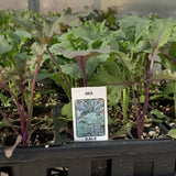 Kale Plants