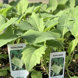 Kohlrabi Plants