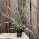 Cordyline