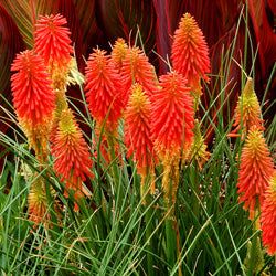Kniphofia/Red Hot Poker