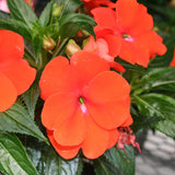 New Guinea Impatien Hanging Basket