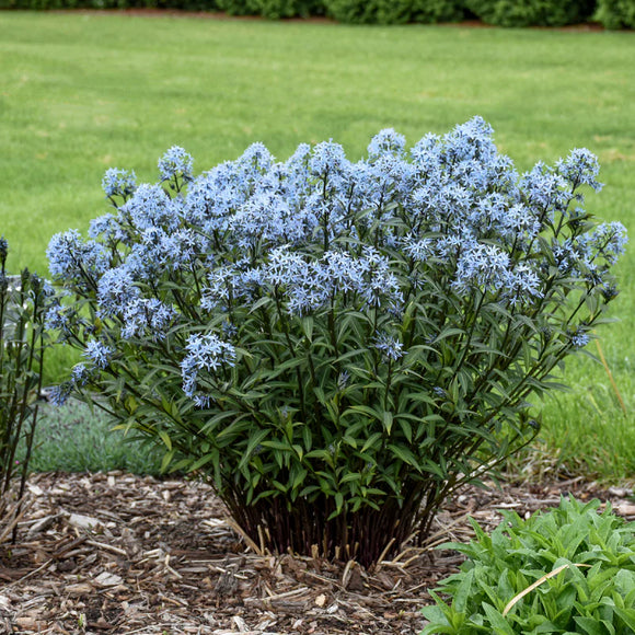 Amsonia/Bluestar