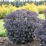 Sedum Upright