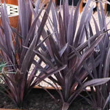 Cordyline