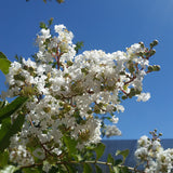 Crape Myrtle