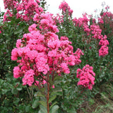 Crape Myrtle