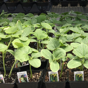 Cucumber Plants