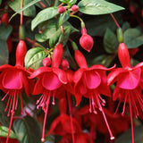 Fuchsia Hanging Basket