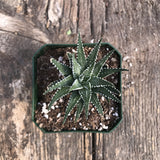 Seasonal Succulents