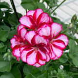 Geranium (Ivy) Hanging Basket