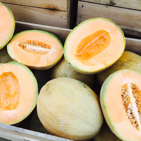 Cantaloupe