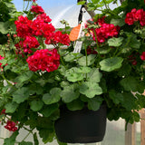 Geranium (Ivy) Hanging Basket