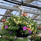 Mix Annual Hanging Basket