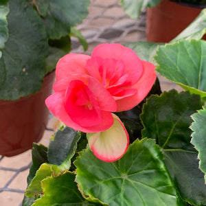 Rieger Begonia