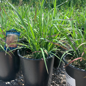 Schizachyrium/Little Blue Stem- Native