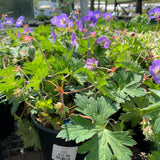 Hardy Geranium/Cranesbill