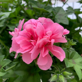 Geranium (Ivy) Hanging Basket
