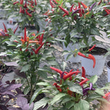 Ornamental Pepper