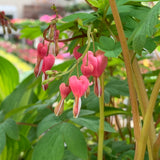 Dicentra/Bleeding Heart
