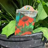 Echinacea/Coneflower
